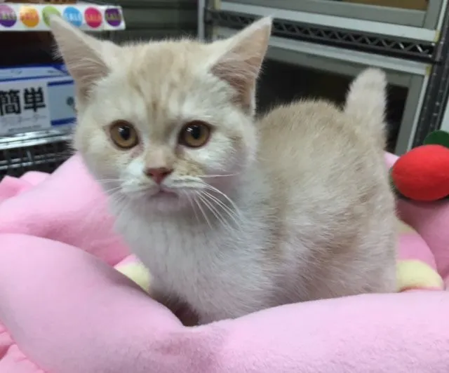 ID:1502-00147の子猫