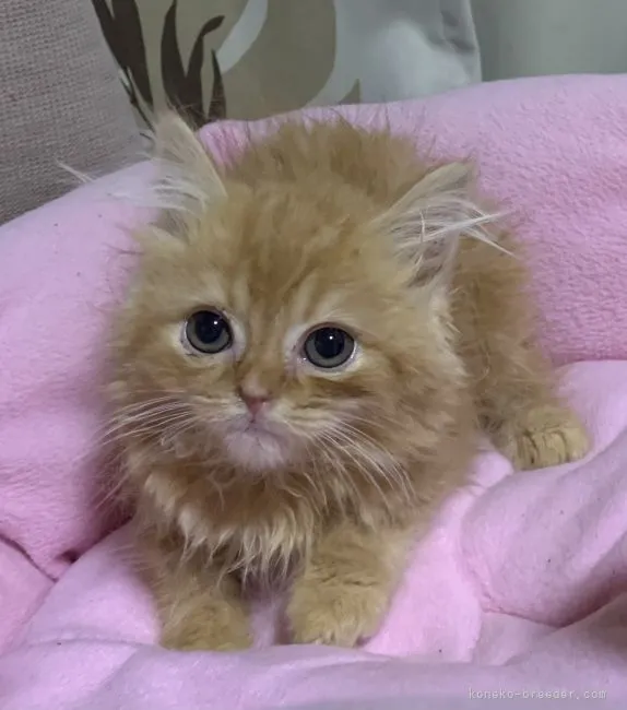 ID：2202-00583の子猫