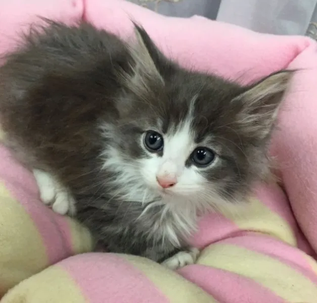 ID：1503-00282の子猫