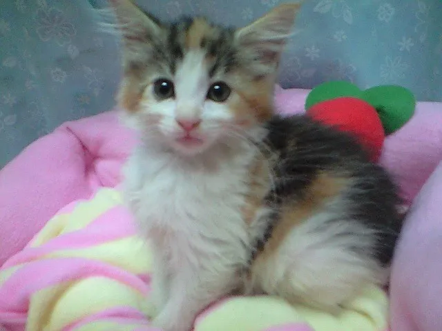 ID:1308-00326の子猫