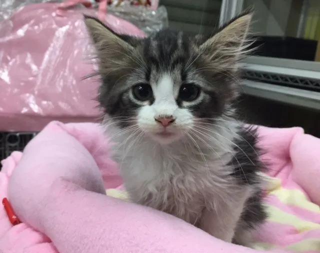 ID：1502-00230の子猫