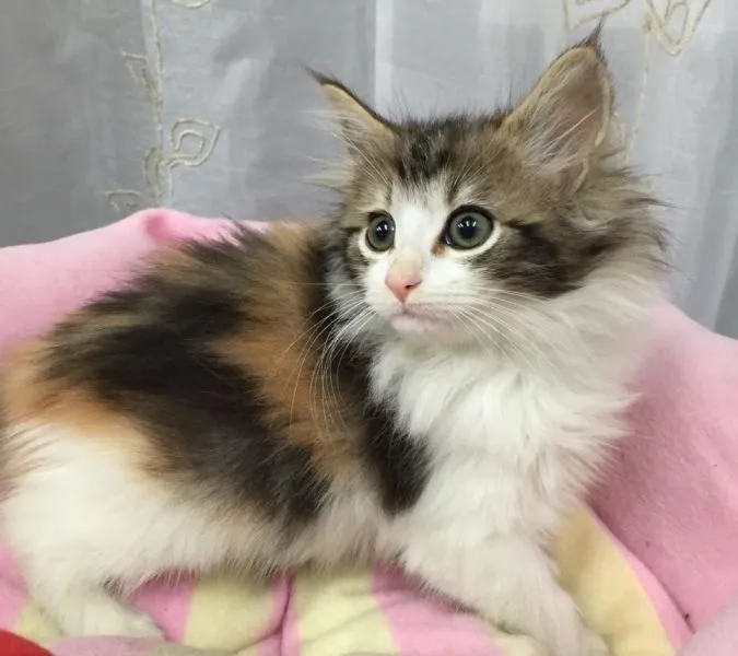 ID:1504-00243の子猫