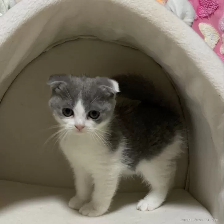 ID：2402-00883の子猫