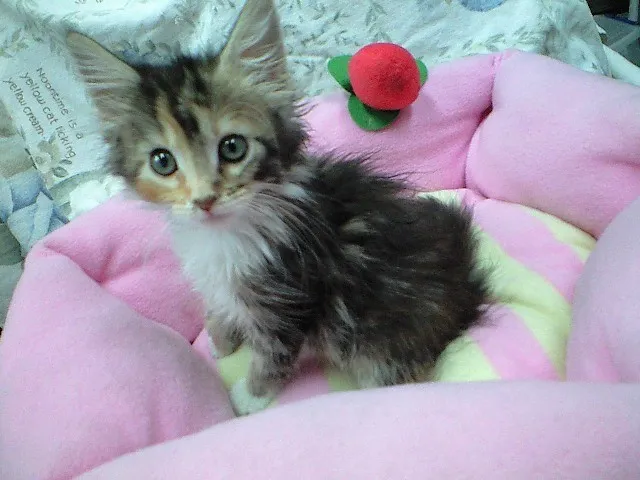 ID:1404-00143の子猫