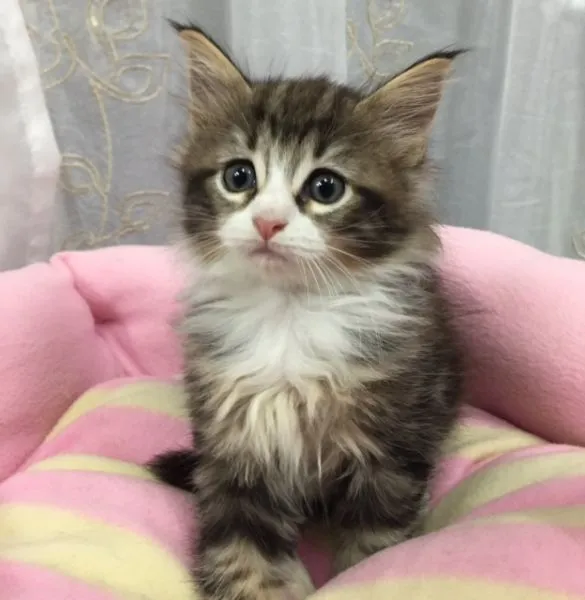 ID：1503-00283の子猫