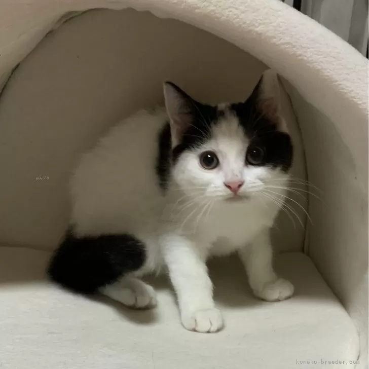 ID:2402-00876の子猫