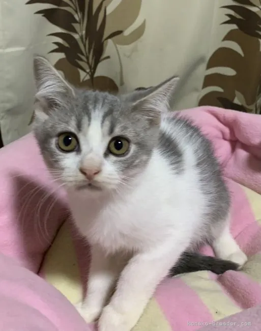 ID:2109-01605の子猫