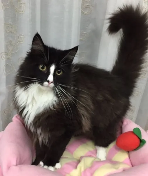 ID：1501-00017の子猫