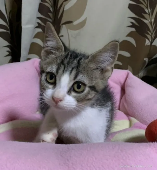 ID:2109-01604の子猫
