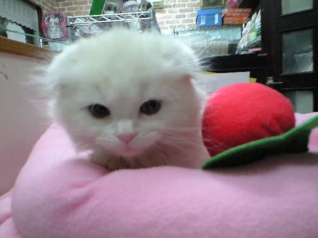ID:1401-00181の子猫