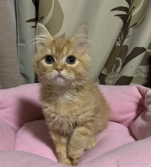 ID：2202-00573の子猫