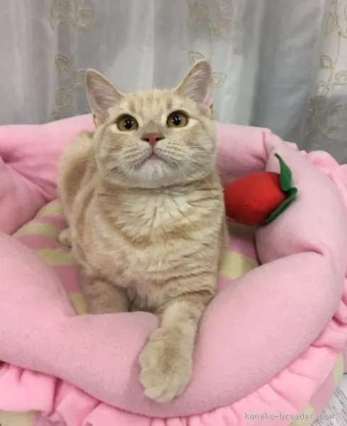 ID：1508-00058の子猫