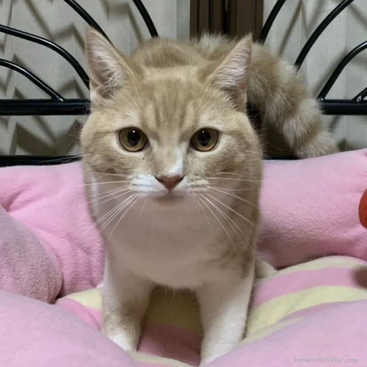ID：2307-01177の子猫