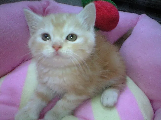 ID:1312-00190の子猫