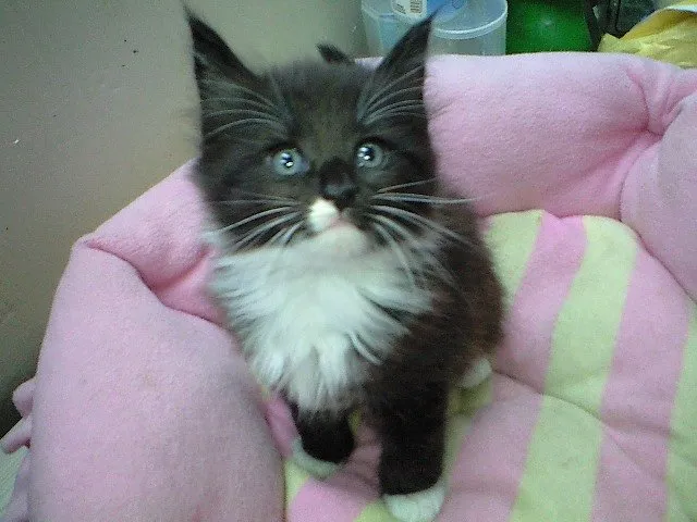 ID:1410-00081の子猫