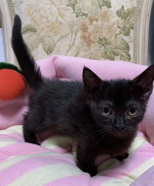 ID：2111-02162の子猫