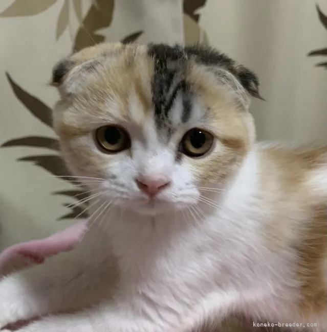 ID：2110-00190の子猫
