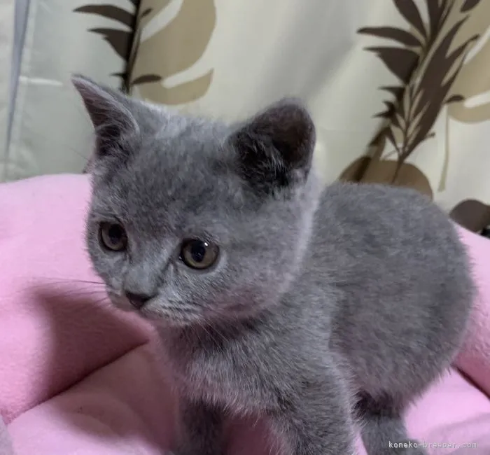 ID：2202-01581の子猫