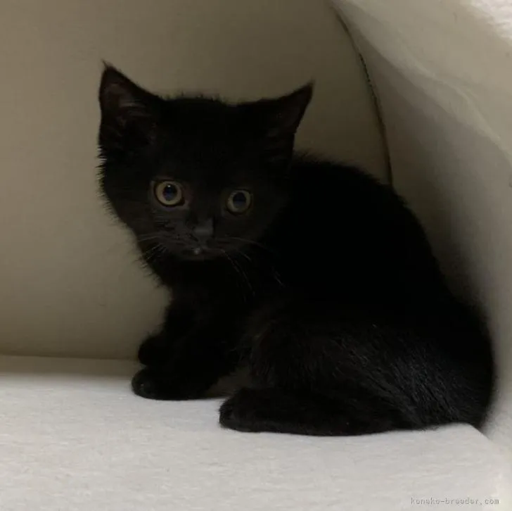 ID：2301-00945の子猫
