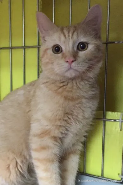 ID:1508-00060の子猫