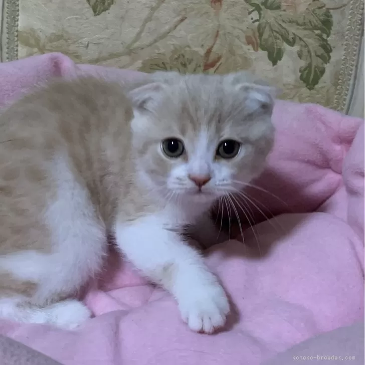 ID:2410-00845の子猫
