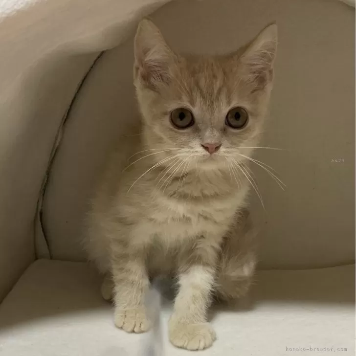 ID:2403-01884の子猫