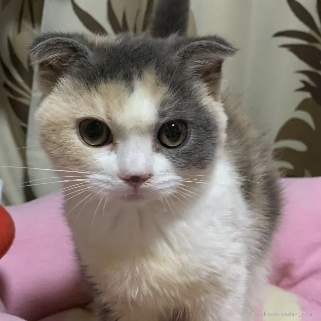 ID:2109-00517の子猫