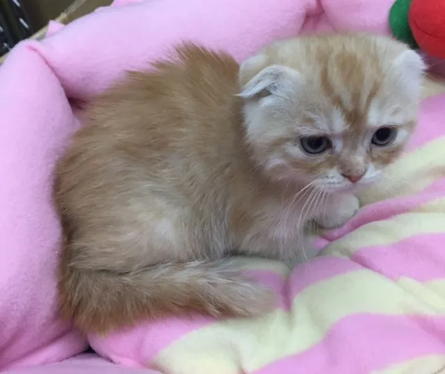 ID：1502-00100の子猫