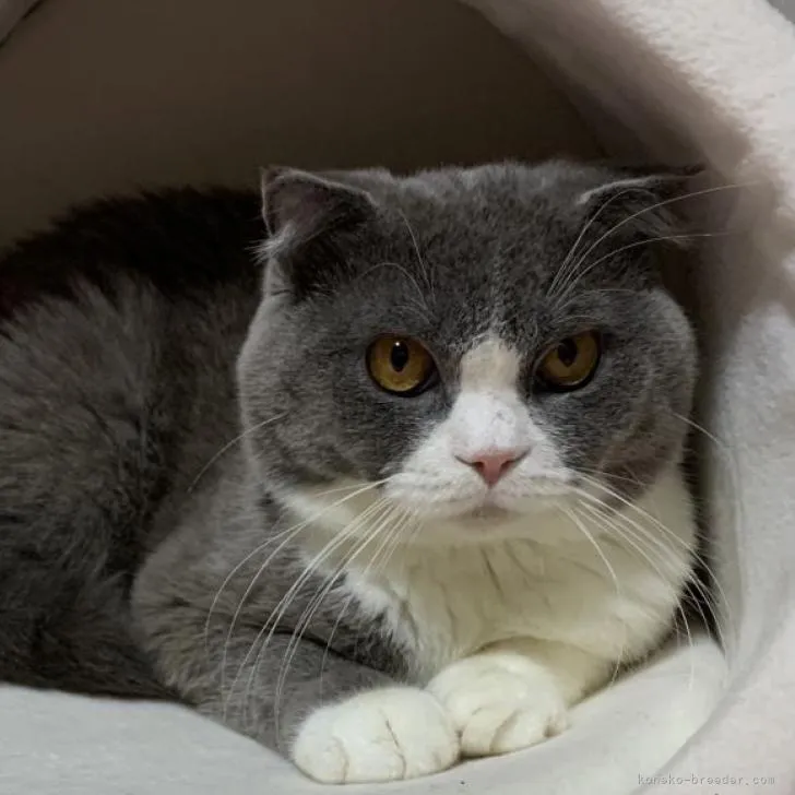 ID:2302-01314の子猫