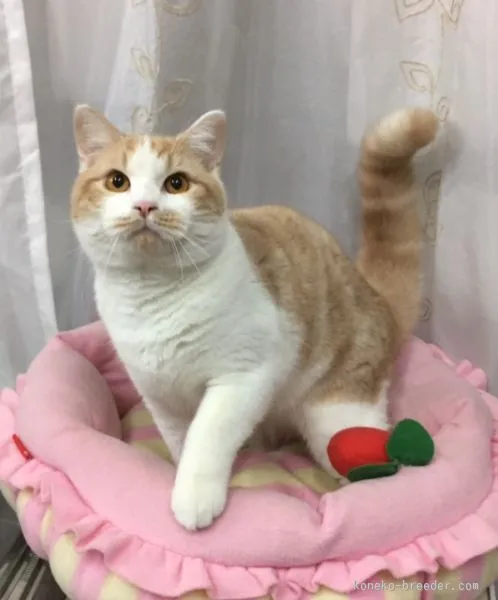 ID：1506-00204の子猫