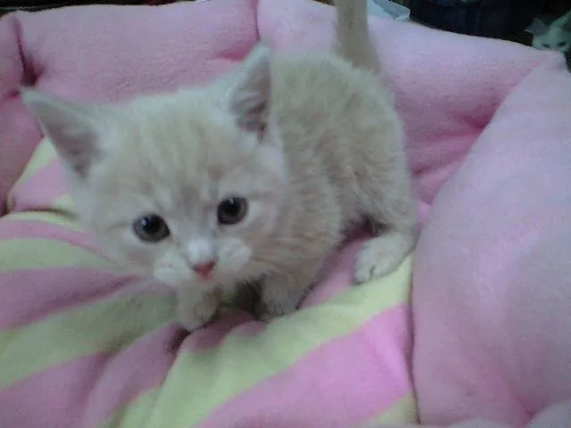 ID：1412-00182の子猫