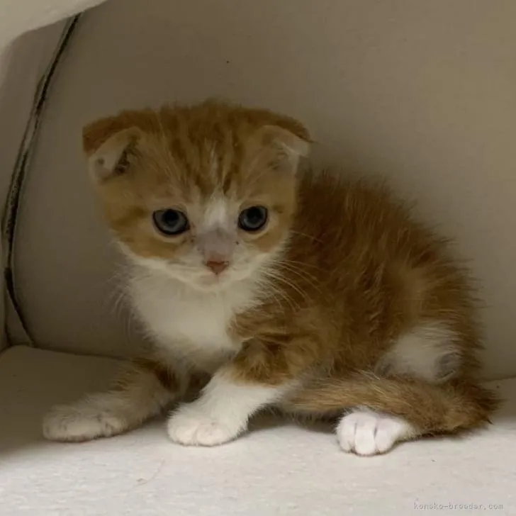 ID：2301-02207の子猫