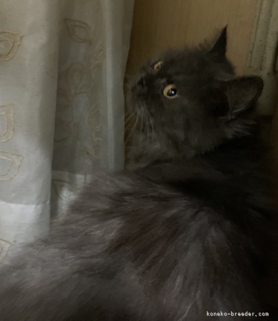 スコティッシュフォールド【・女の子・2018年12月22日・ブルースモーク】