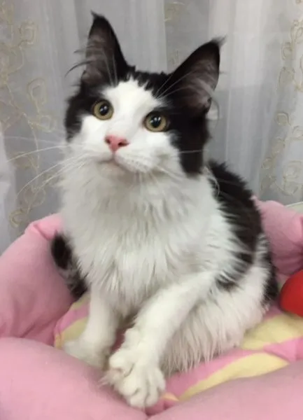 ID:1505-00428の子猫
