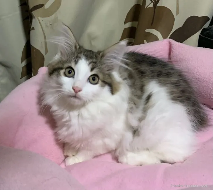 ID：2201-01189の子猫