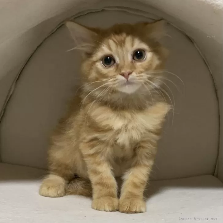 ID：2404-03603の子猫