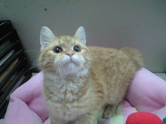 ID:1404-00005の子猫