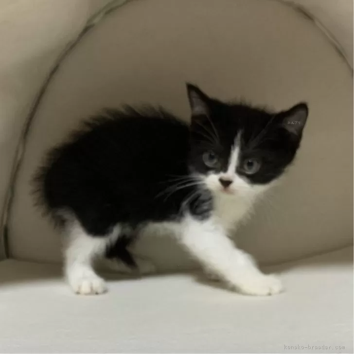 ID：2405-03912の子猫