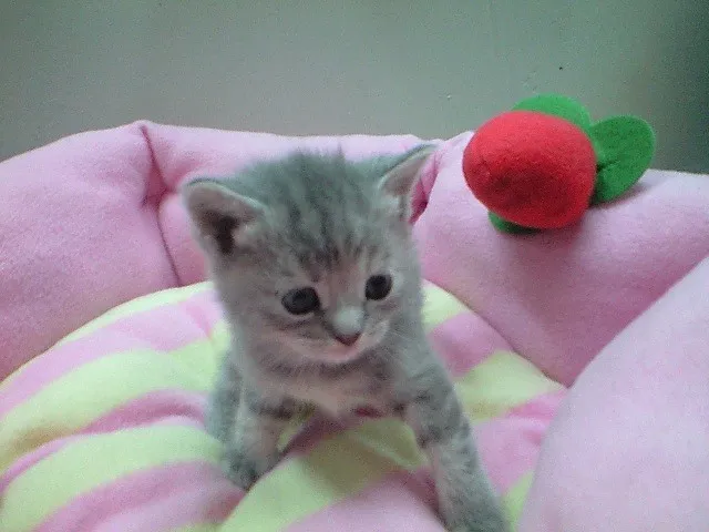 ID：1402-00217の子猫