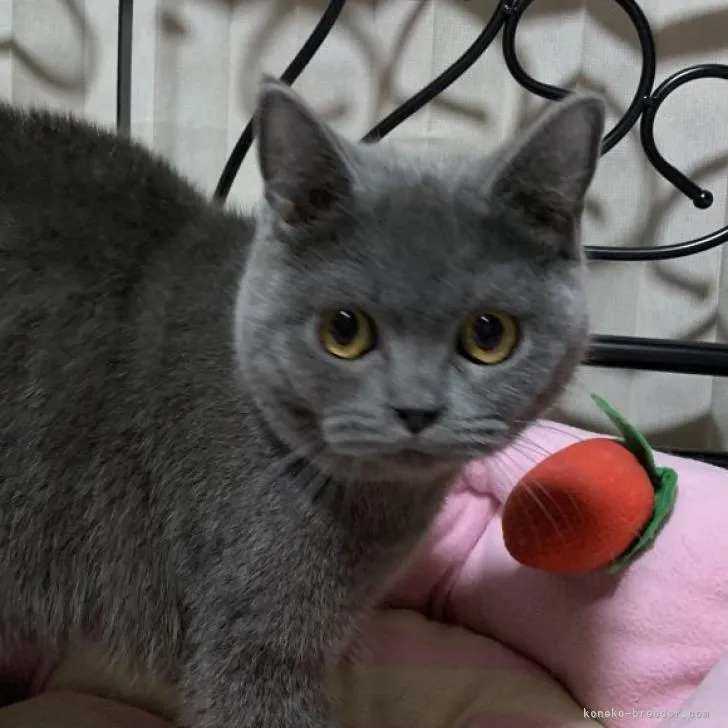 ID：2302-00931の子猫
