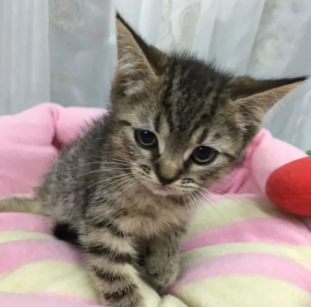 ID:1505-00089の子猫