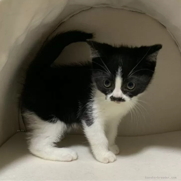 ID:2402-00872の子猫