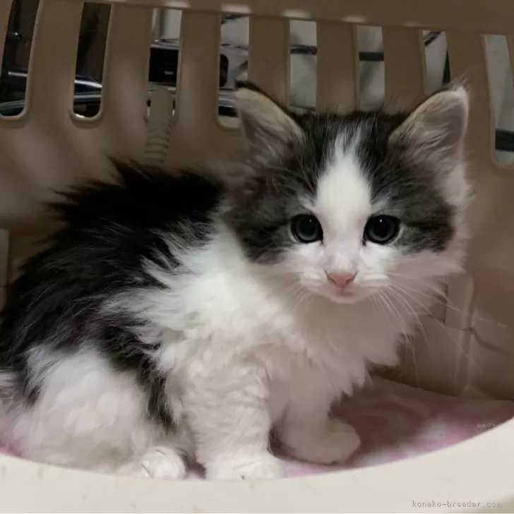 ID：2401-00517の子猫