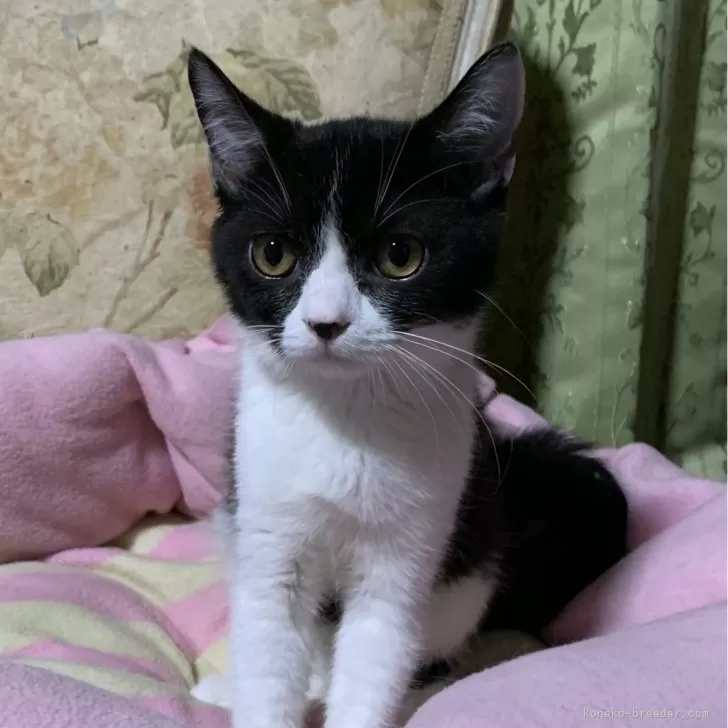 ID:2407-01338の子猫