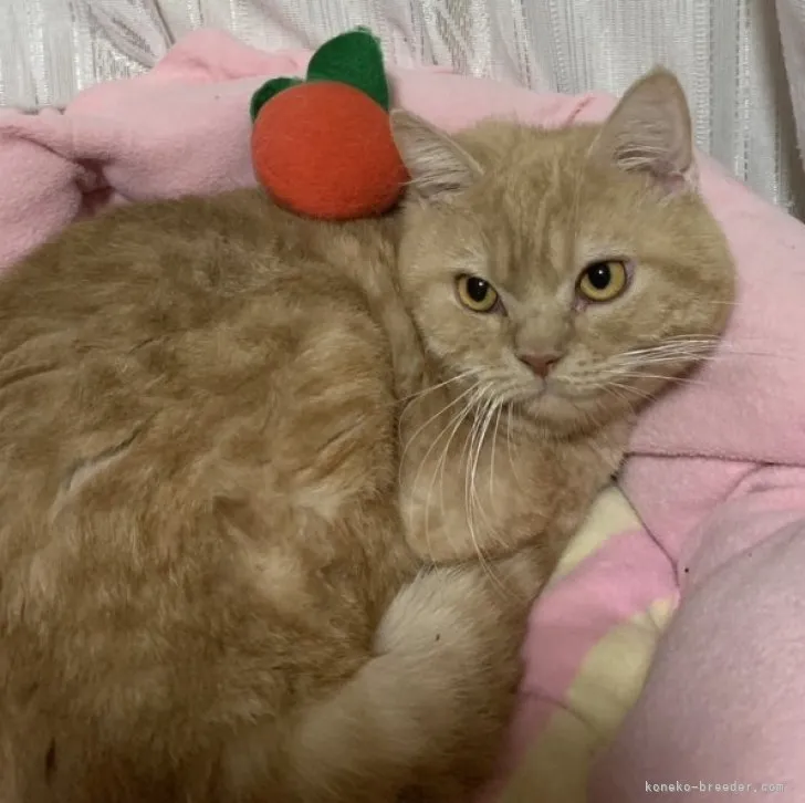 ID:2305-02811の子猫