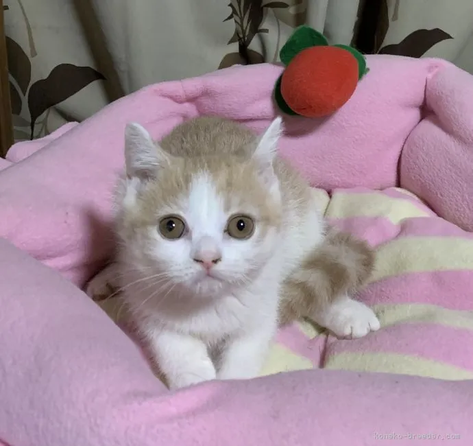 ID：2109-01237の子猫