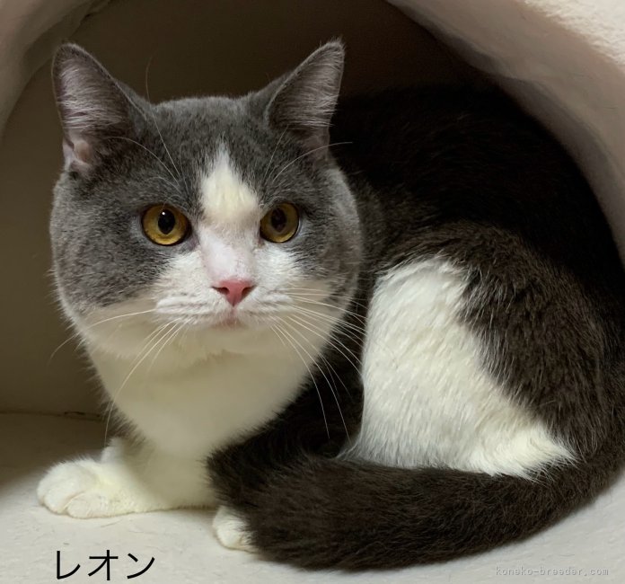 スコティッシュフォールド【・男の子・2022年1月24日・ブルーホワイト】