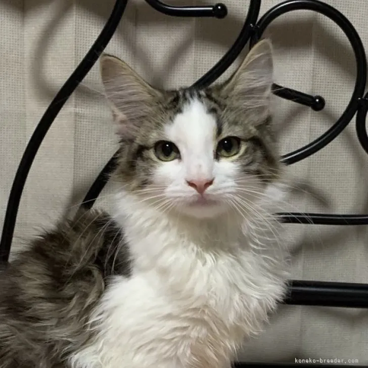 ID:2304-02734の子猫