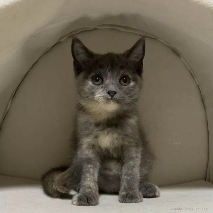 ID:2404-03600の子猫