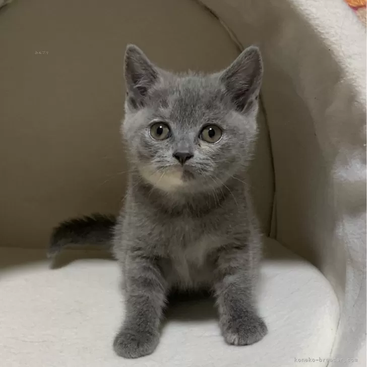 ID：2402-00882の子猫